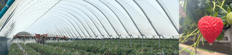 Tasmanian Strawberry field trial with Natural Trace traceability spray application