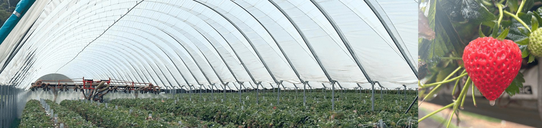 Tasmanian Strawberry field trial with Natural Trace traceability spray application