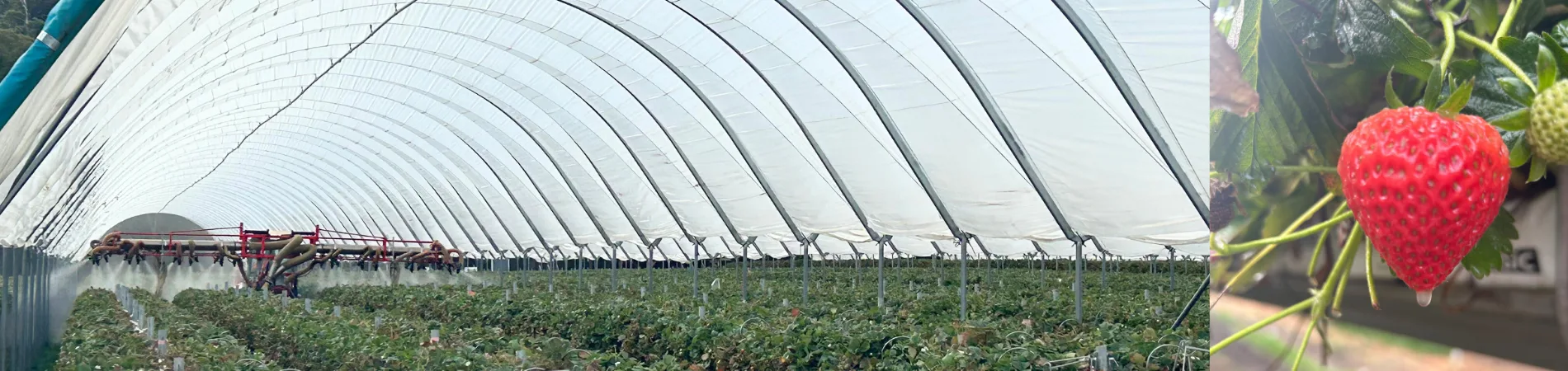 Tasmanian Strawberry field trial with Natural Trace traceability spray application